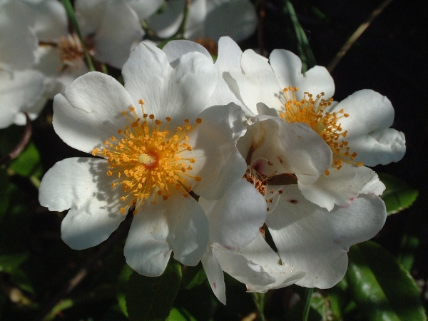 rose selvatiche